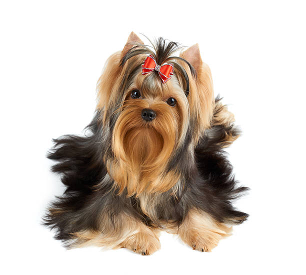 Cão com laço vermelho - fotografia de stock