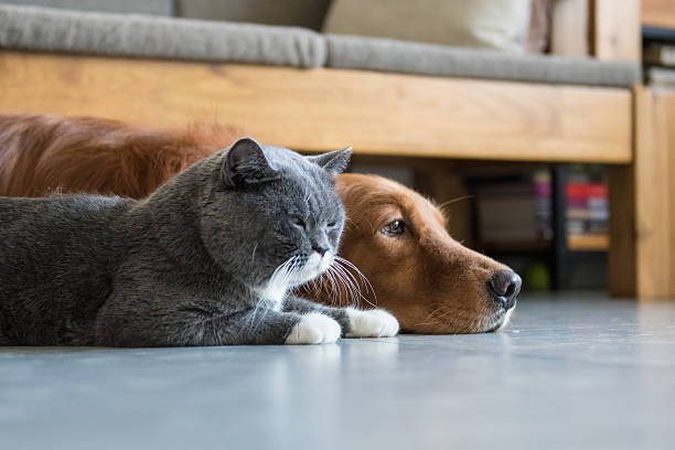 istock Golden Retriever and British Shorthair 606008434
