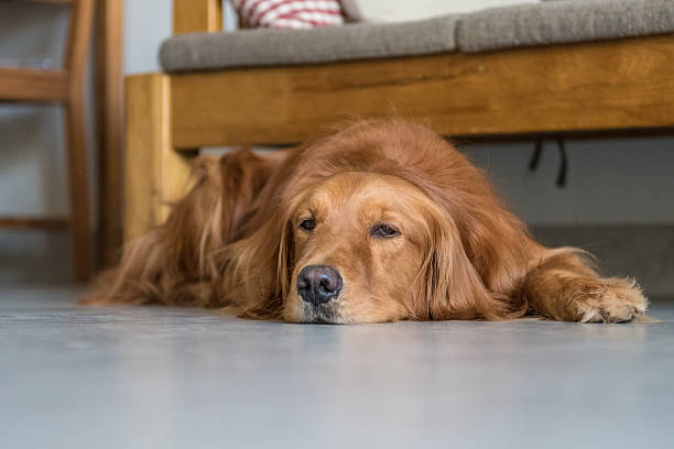 istock The  Golden Retriever, indoor shooting 606008932