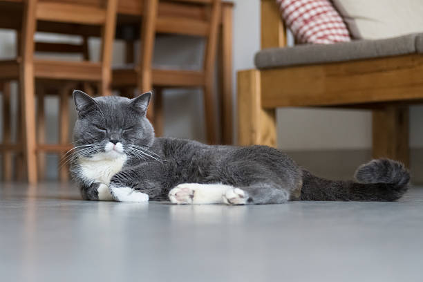 istock The British Shorthair, indoor shooting 606009438