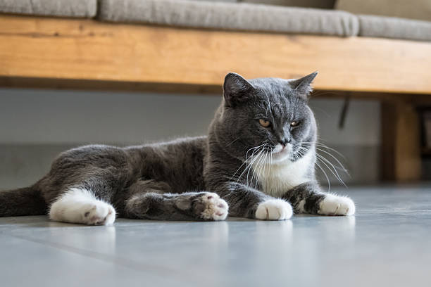 istock The British Shorthair, indoor shooting 606010208