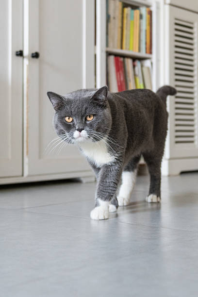 istock The British Shorthair, indoor shooting 606010746
