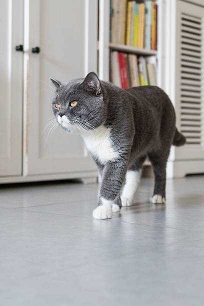 istock The British Shorthair, indoor shooting 606010836