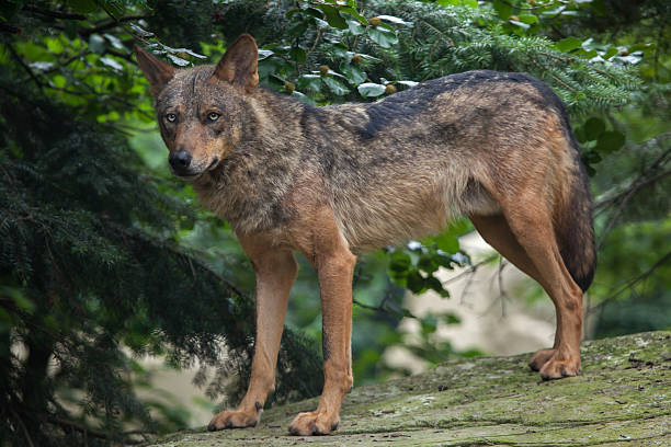 lobo ibérico (canis lupus signatus). - pyrenean fotografías e imágenes de stock