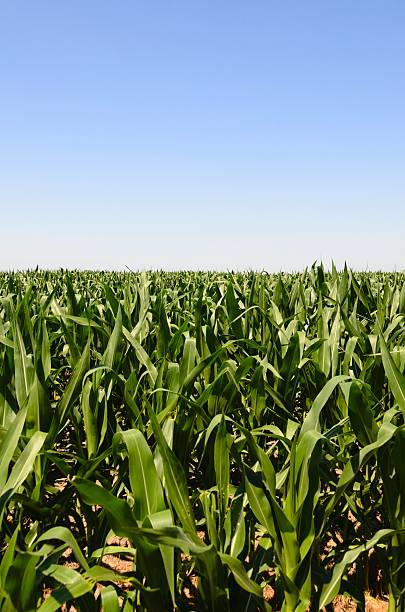 istock Lush Nebraska Cornfield in Summer 606011322