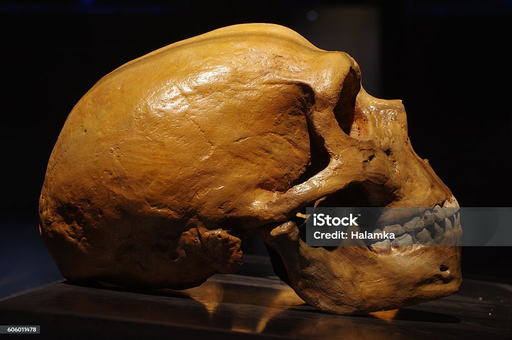 Cranio di Neanderthal - Foto stock royalty-free di Uomo di Neanderthal