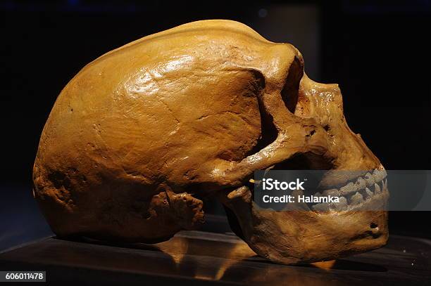 Cranio Di Neanderthal - Fotografie stock e altre immagini di Uomo di Neanderthal - Uomo di Neanderthal, Cranio umano, Persone