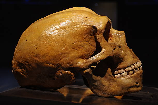 neanderthal skull - neanderthal imagens e fotografias de stock