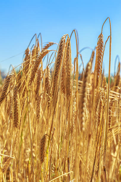istock Field of golden wheat as background 606011708