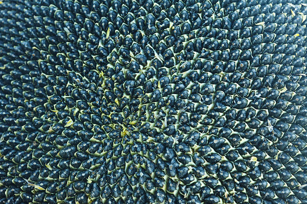 istock Dry sunflower seeds  background 606012528