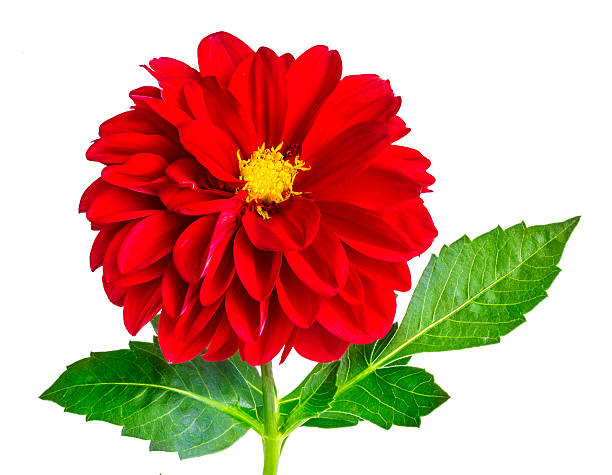 istock dahlia flower isolated on white 606012840