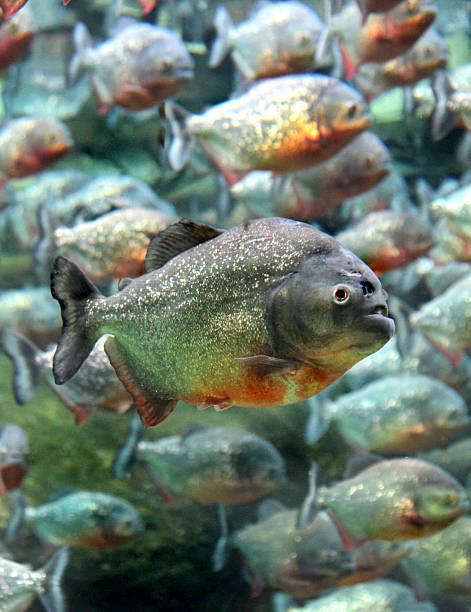 istock Red bellied piranha swimming underwater. 606012870