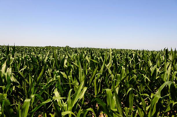 istock Lush Nebraska Cornfield in Summer 606012882