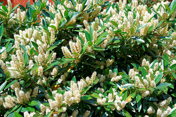 White itea called Little Henry or Sweetspire