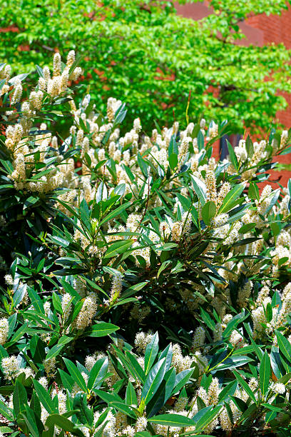 istock White itea called as Little Henry or Sweetspire 606013454