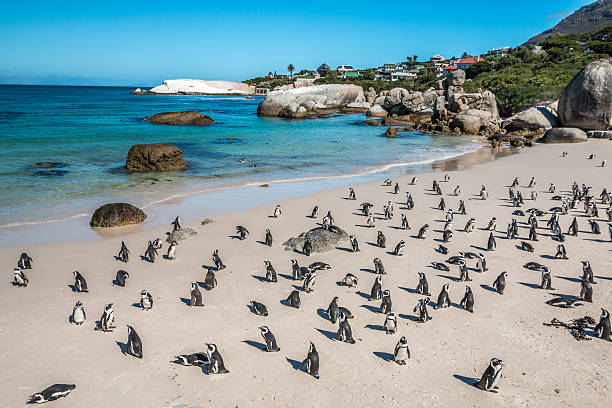 istock Pinguins in South Africa 606013990