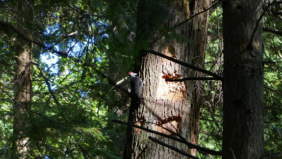 The Pileated Woodpecker is one of the biggest, most striking forest birds in North America.