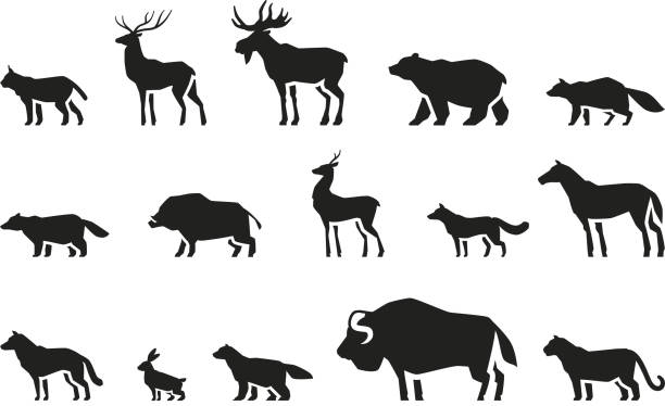 illustrazioni stock, clip art, cartoni animati e icone di tendenza di le icone animali impostano il vettore - bue muschiato