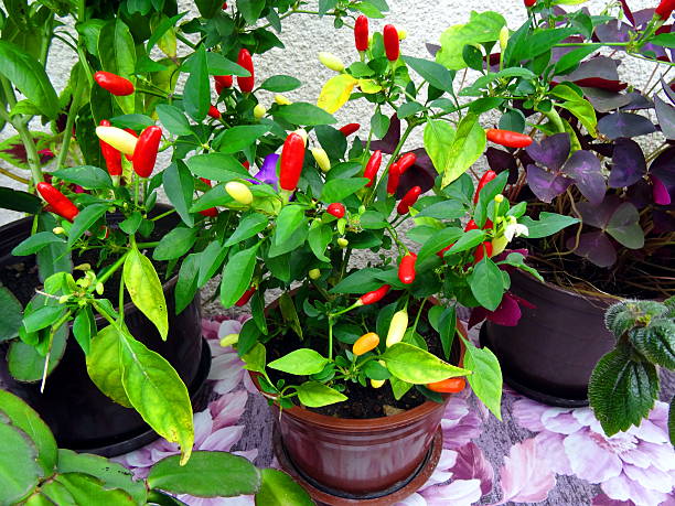 istock Red, yellow and green chilies on tree 606016132