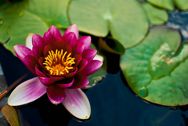 Beautiful pink plant on the pond Beautiful pink plant on the pond park leaf flower head saturated color stock pictures, royalty-free photos & images