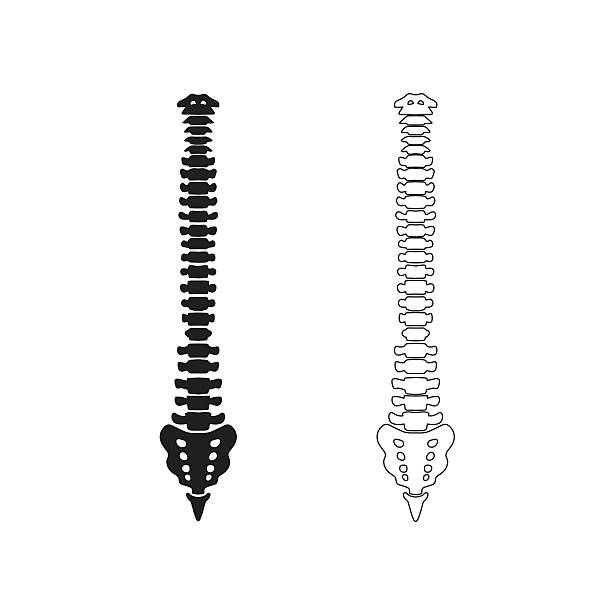 Spine Hand drawn vector spine isolated on white. Front view. spinous process stock illustrations