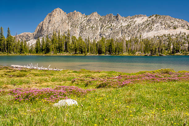 istock Wild flowers on a mountain lake with mountain 606017814