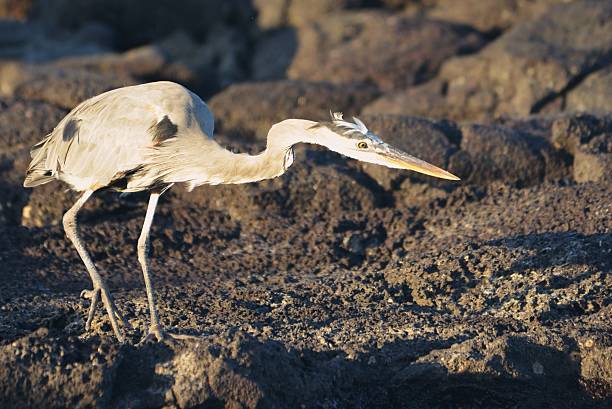 Great Blue Heron A great blue heron hunts along the lava rock shoreline of Santiago Island,Galapagos Islands,Ecuador. lava heron bird galapagos islands ecuador stock pictures, royalty-free photos & images