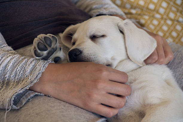 istock Sleeping dog puppy is tired and dreams 606018286