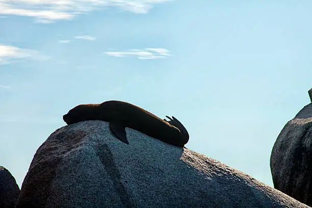 Florianópolis, Santa Catarina, Brazil - 02 May, 2016: sealion resting on a rock at Palmeiras beach.