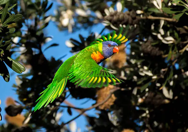 Photo of Flying Rainbow lorikeet