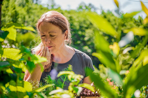 senior woman collecting chamomile in her vegetable garden - alternative medicine herb garden plant flower imagens e fotografias de stock