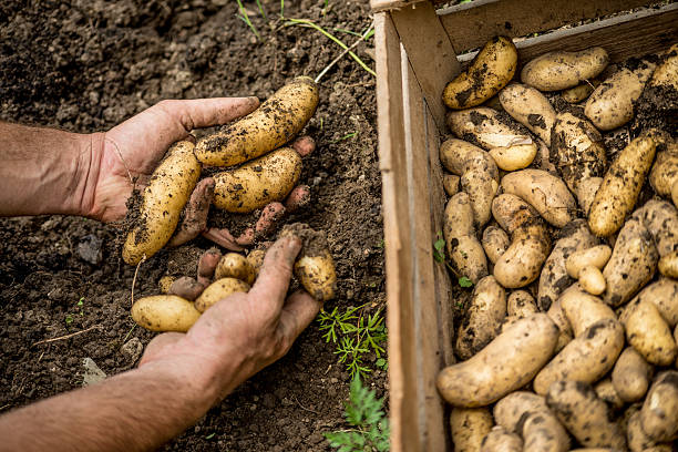 istock Harvesting Organic Potatoes 606019182