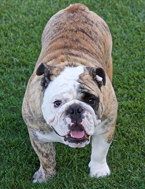istock Bulldog In the Grass 606020446