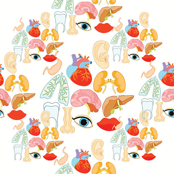 ilustrações de stock, clip art, desenhos animados e ícones de seamless pattern with a human heart organ, lungs, liver, brain, - brain human head people human internal organ