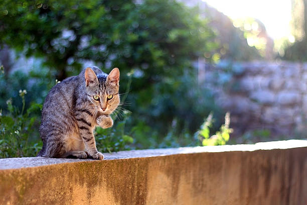 Cat Outdoor Brown tabby cat grooming her paw in the garden. Selective focus. formal garden flower bed gardening vegetable garden stock pictures, royalty-free photos & images