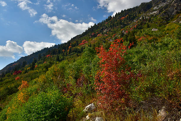 istock Autumn Colors in Granite Mountains 606191606
