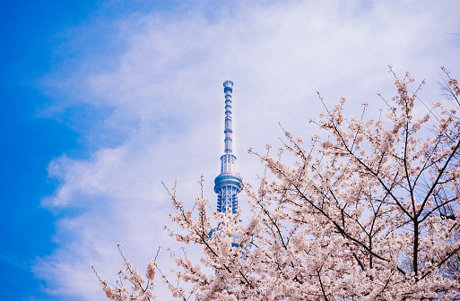 Sakura tree on background of television tower in Tokyo
