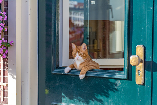 Cat leaning over the green door.