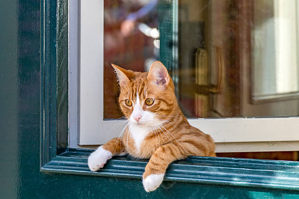 istock Cat leaning over the green door. 606192644