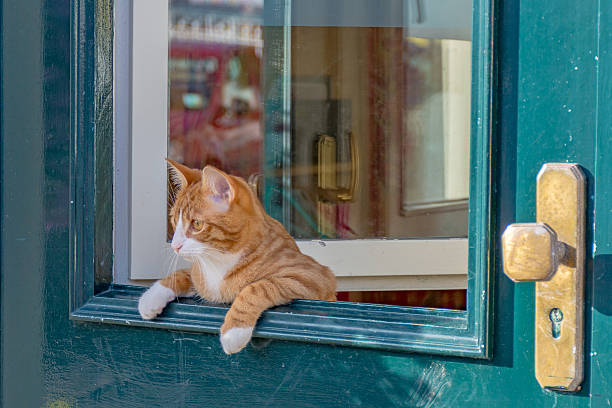 istock Cat leaning over the green door. 606192656