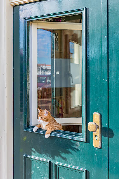 istock Cat leaning over the green door. 606192664