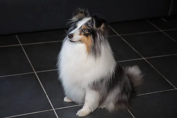 Beautiful and a very cute Shetland sheepdog