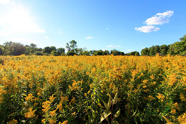 Campo de Goldenrod - foto de acervo