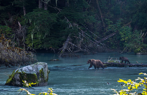 istock Grizzly Family 606194028