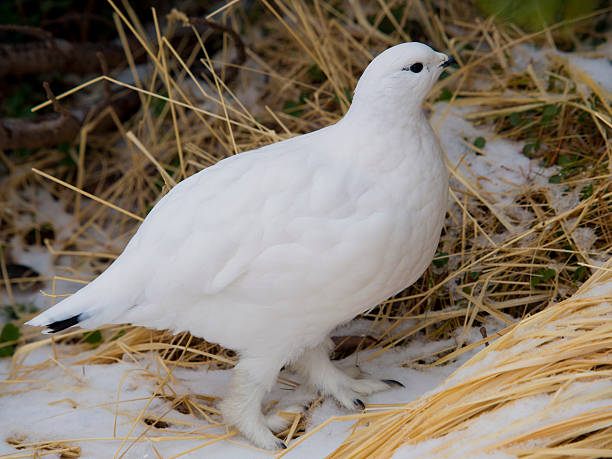istock rock ptarmigan winter plumage 606194638