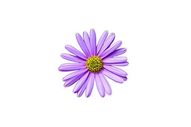 istock Osteospermum daisy flower close up 606195482