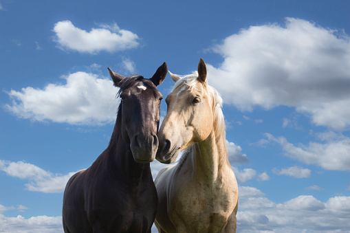 horizontal image of a black and a tan coloured horse standing side by side rubbing their noses together in a loving gesture standing against a beautiful blue sky with white clouds floating by