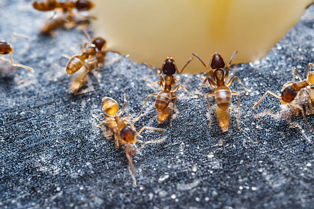 zbliżenie czerwonych importowanych mrówek przeciwpożarowych (solenopsis invicta) - gaster zdjęcia i obrazy z banku zdjęć