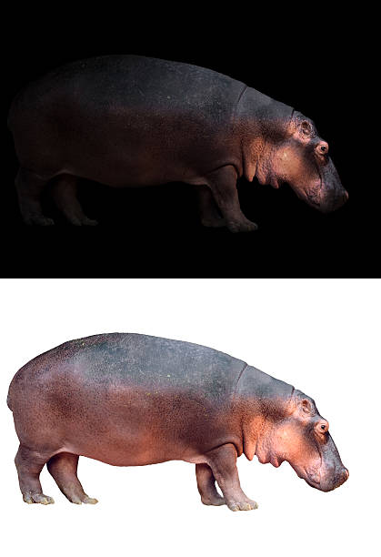 istock hippopotamus on dark and white background 606196398