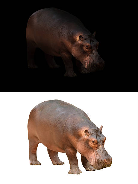istock hippopotamus on dark and white background 606196474